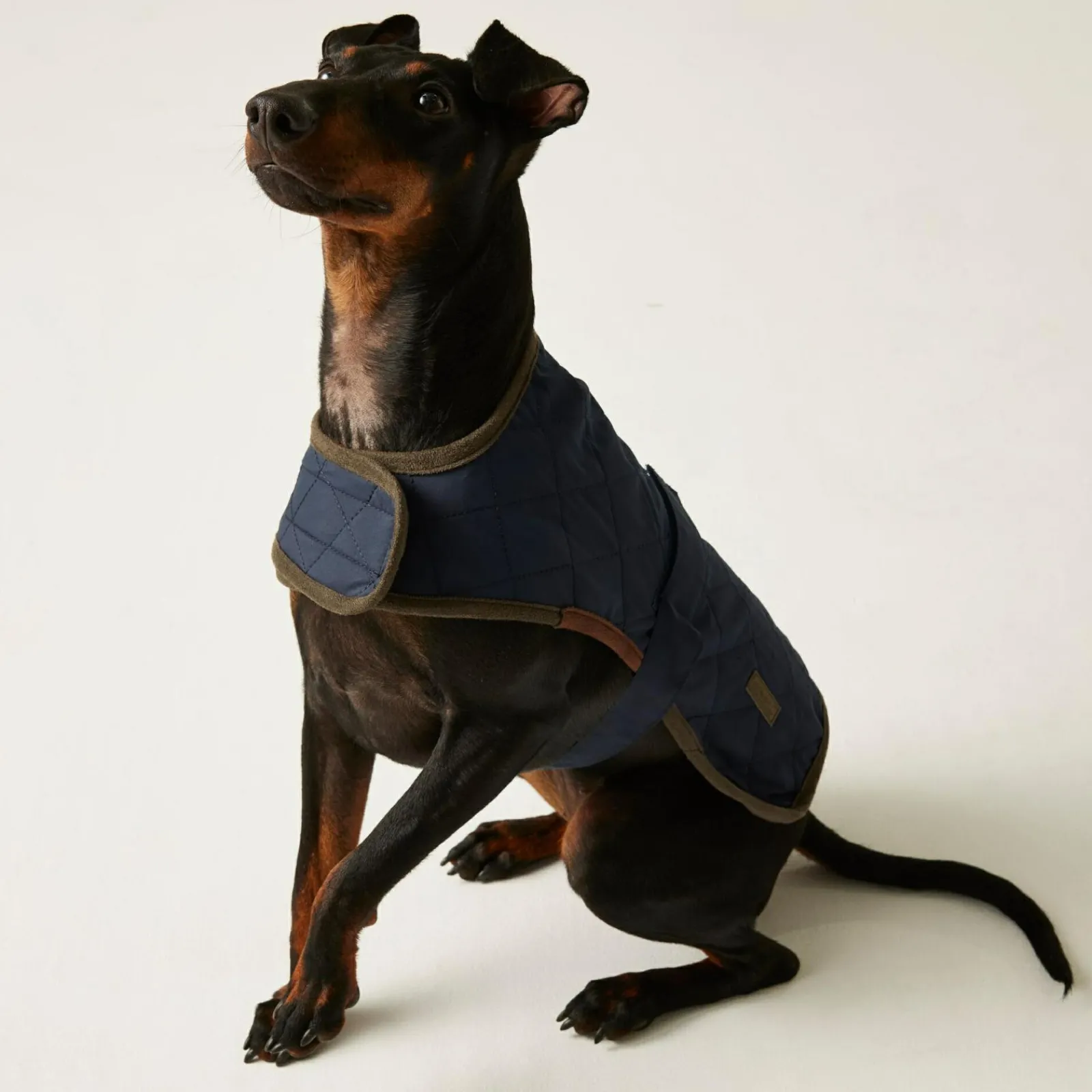 Regatta Gilet de Protection pour chien Odie |< Manteaux Pour Chiens