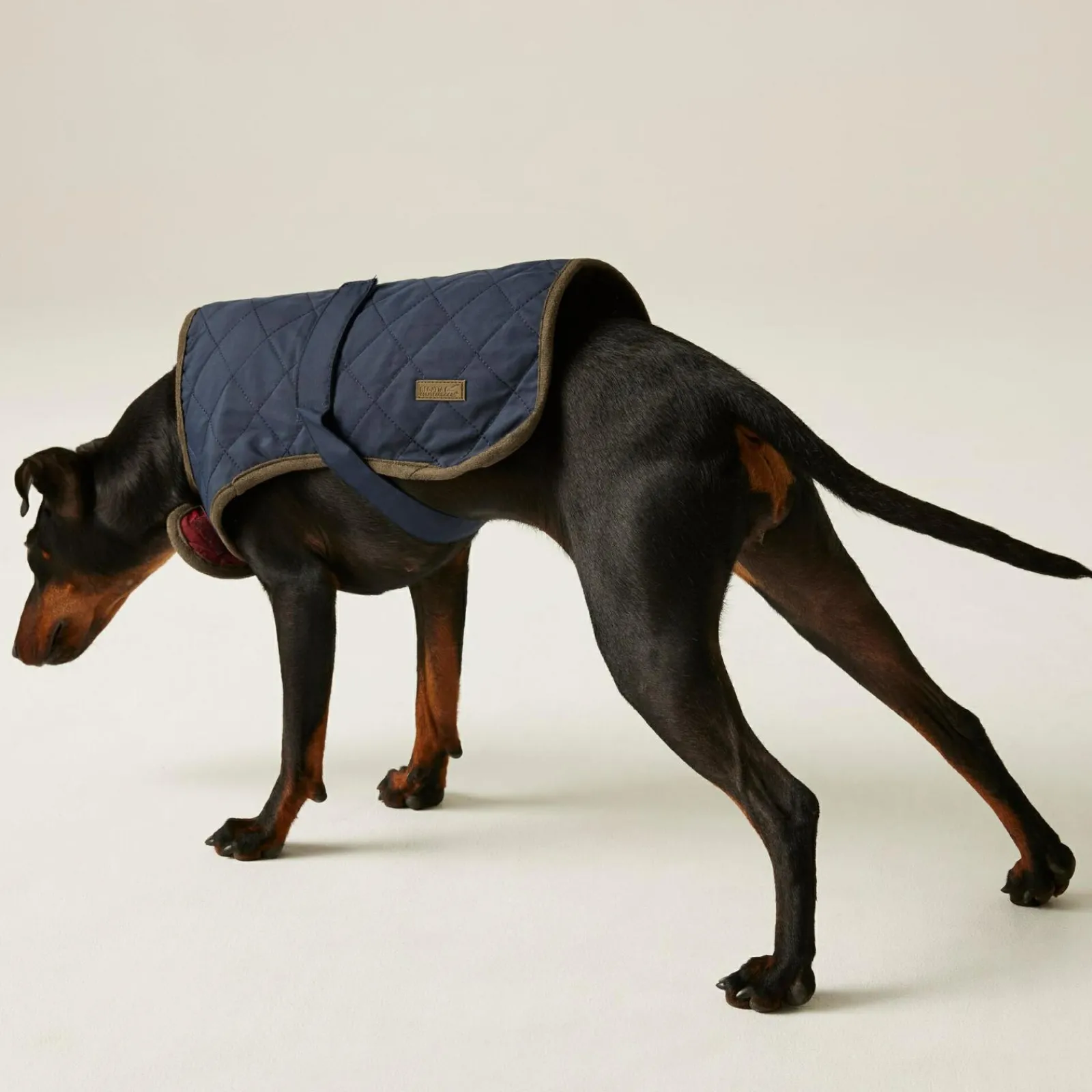 Regatta Gilet de Protection pour chien Odie |< Manteaux Pour Chiens