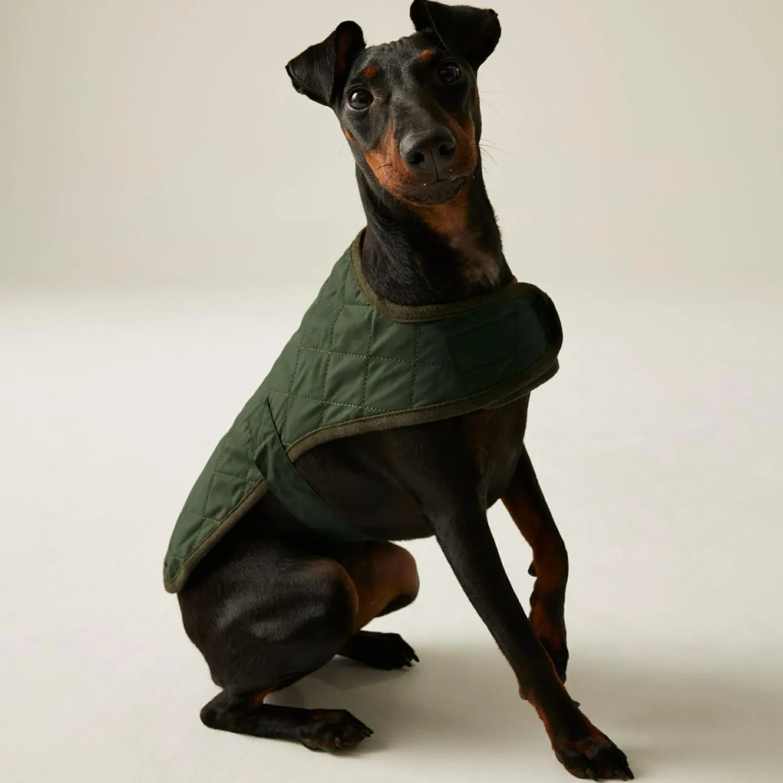 Regatta Gilet de Protection pour chien Odie |< Manteaux Pour Chiens