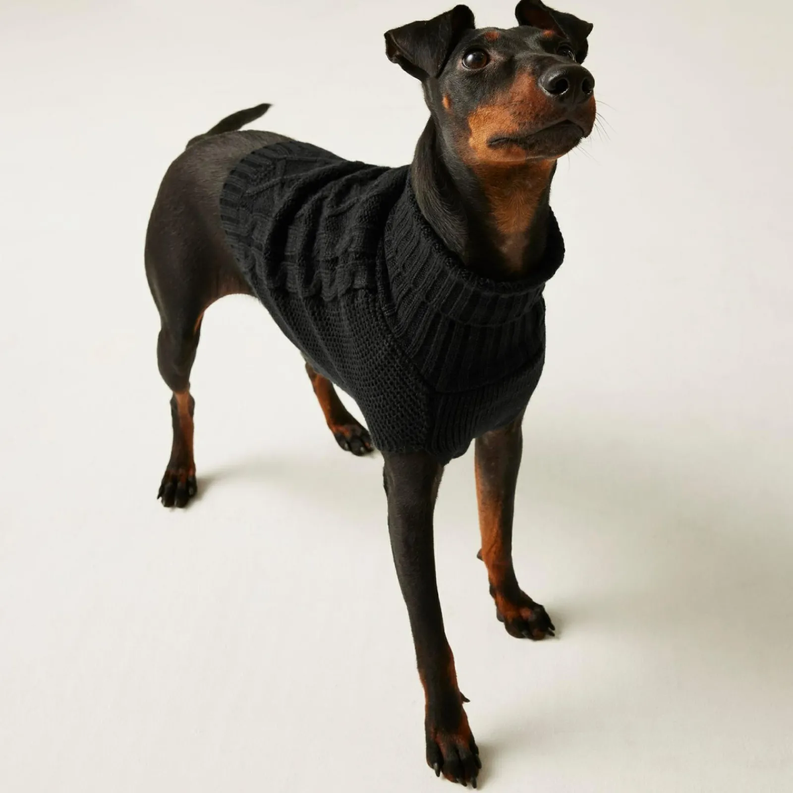 Regatta Pull pour chien en maille |< Manteaux Pour Chiens