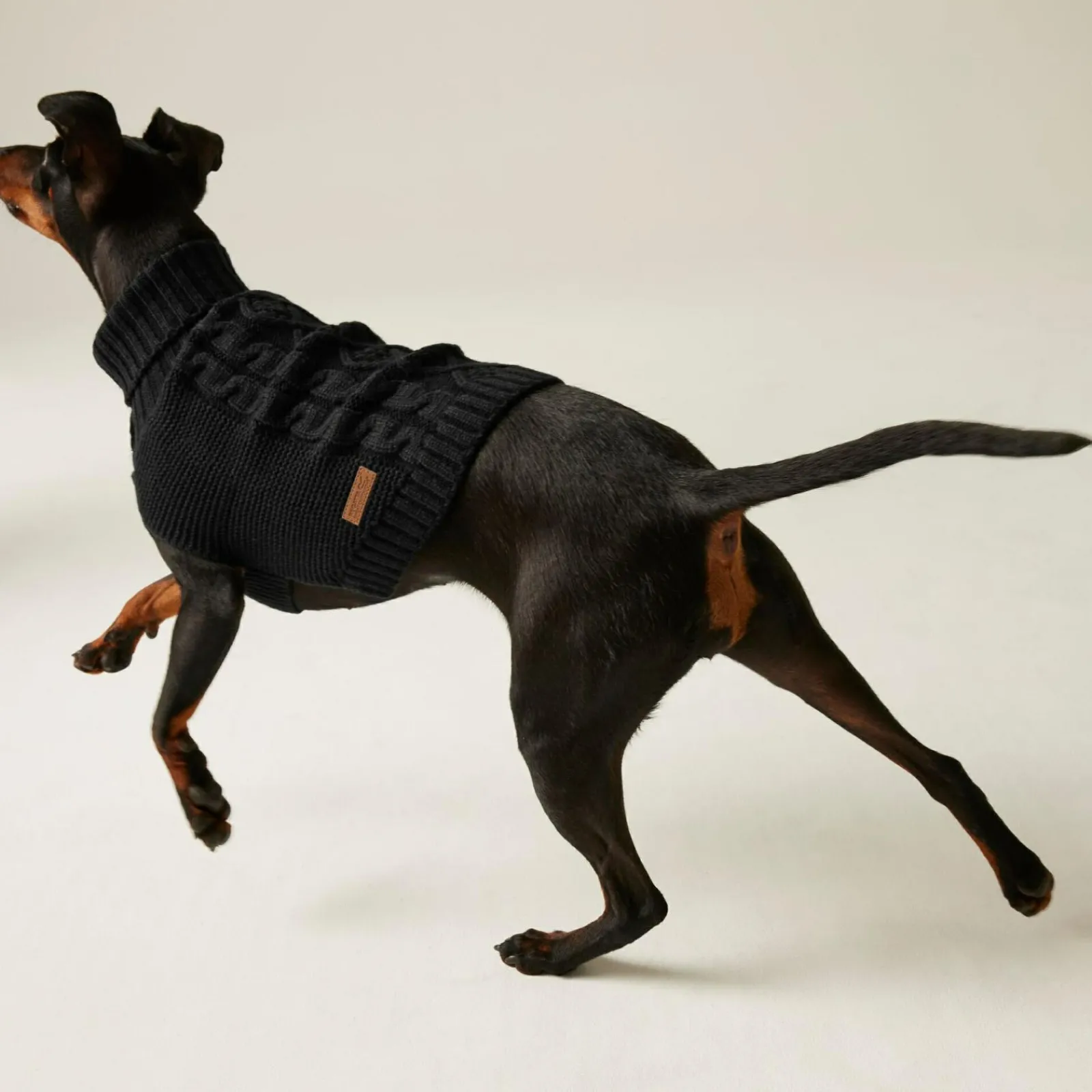Regatta Pull pour chien en maille |< Manteaux Pour Chiens